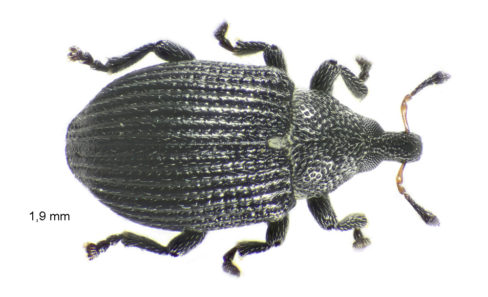 Anoplus plantaris (Naezen, 1794)